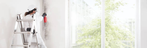 Best Environmental Consulting for Mold Prevention  in Englewood, FL